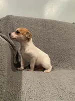 Rio, a male Jack Russell Terrier for sale in Richmond, MI – Photo 5 of 8