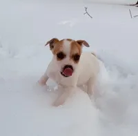 Rio, a male Jack Russell Terrier for sale in Richmond, MI – Photo 2 of 8