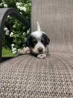 Tex, a male Australian Cattle Dog for sale in Richmond, MI – 2 of 6