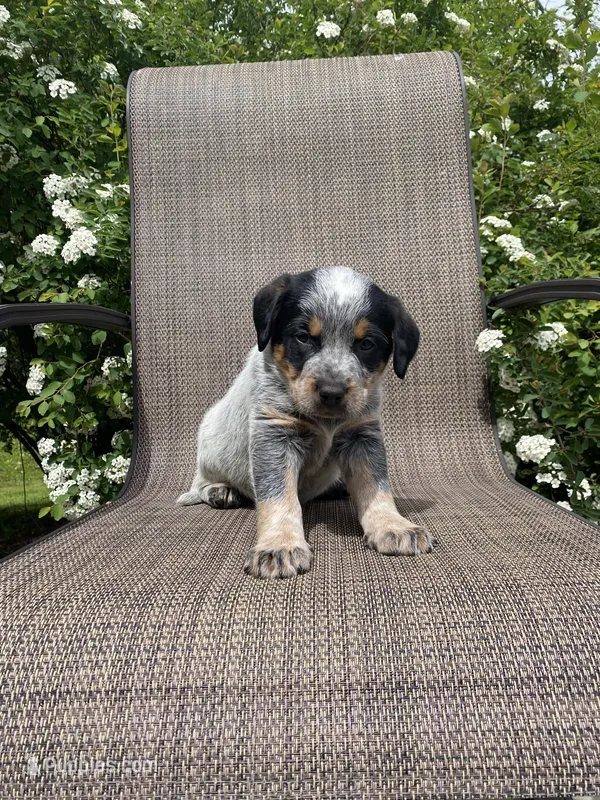 Ranger – Australian Cattle Dog puppy for sale in Richmond, MI