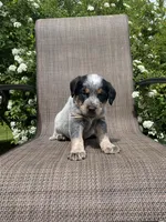 Ranger, a male Australian Cattle Dog for sale in Richmond, MI – 1 of 8