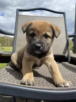 Joey 🐾, a male Border Collie and Alaskan Husky for sale in Richmond, MI – 3 of 6