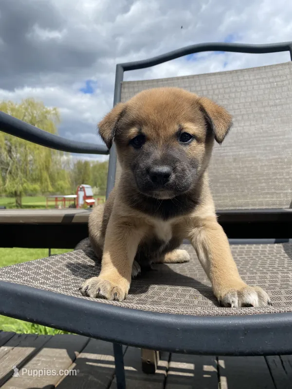 Joey 🐾 – Border Collie, Alaskan Husky puppy for sale in Richmond, MI