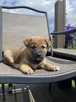 Joey 🐾, a male Border Collie and Alaskan Husky for sale in Richmond, MI – 5 of 6