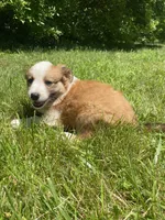 Bonnie, a female Australian Shepherd and Border Collie for sale in Smiths Creek, MI – 2 of 8
