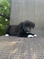 Milo, a male English Shepherd and Jack Russell Terrier for sale in Richmond, MI – 2 of 5