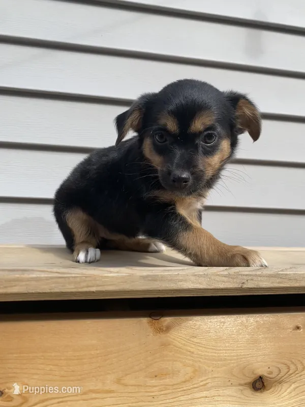Rose – Jack Russell Terrier, Chihuahua puppy for sale in Smiths Creek, MI