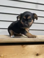 Rose, a female Jack Russell Terrier and Chihuahua for sale in Smiths Creek, MI – 1 of 8