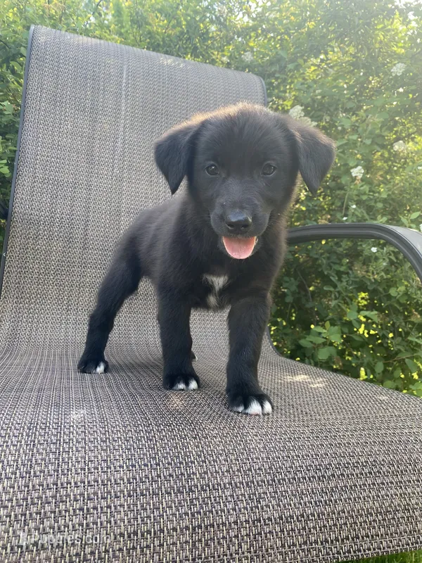 Buster – English Shepherd, Jack Russell Terrier puppy for sale in Richmond, MI