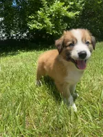 Daisy, a female Australian Shepherd and Border Collie for sale in Richmond, MI – 9 of 10