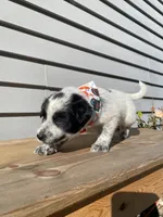 Pluto 🐾, a male Australian Cattle Dog and Border Collie for sale in Smiths Creek, MI – 2 of 7