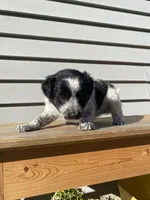 Belle 🐾, a female Australian Cattle Dog and Border Collie for sale in Smiths Creek, MI – 7 of 8