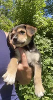 Sugar, a female Shiba Inu and Border Collie for sale in Smiths Creek, MI – 6 of 6
