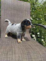 Maverick, a male Australian Cattle Dog for sale in Richmond, MI – 7 of 7