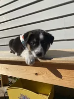 Donald 🐾, a male Australian Cattle Dog and Border Collie for sale in Smiths Creek, MI – 4 of 8