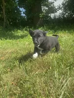 Biscuit, a male Shiba Inu and Border Collie for sale in Smiths Creek, MI – 5 of 6