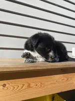 Clara 🐾, a female Australian Cattle Dog and Border Collie for sale in Smiths Creek, MI – 2 of 5