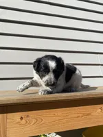 Belle 🐾, a female Australian Cattle Dog and Border Collie for sale in Smiths Creek, MI – 4 of 8