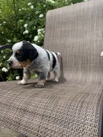 Wyatt, a male Australian Cattle Dog for sale in Richmond, MI – 3 of 6