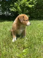Duke, a male Australian Shepherd and Border Collie for sale in Smiths Creek, MI – 2 of 7