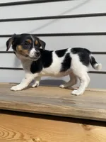 Lady, a female Jack Russell Terrier and Chihuahua for sale in Smiths Creek, MI – 4 of 6