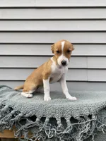Joy, a female Jack Russell Terrier for sale in Smiths Creek, MI – 4 of 5