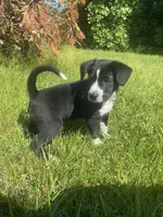 Oreo, a male Shiba Inu and Border Collie for sale in Smiths Creek, MI – 9 of 9
