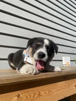 Donald 🐾, a male Australian Cattle Dog and Border Collie for sale in Smiths Creek, MI – 5 of 8