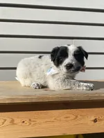 Pluto 🐾, a male Australian Cattle Dog and Border Collie for sale in Smiths Creek, MI – 7 of 7