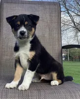 Dash, a male Australian Cattle Dog and Border Collie for sale in Richmond, MI – Photo 3 of 6