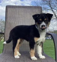 Dash, a male Australian Cattle Dog and Border Collie for sale in Richmond, MI – Photo 4 of 6