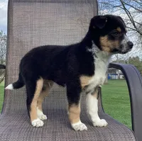 Dash, a male Australian Cattle Dog and Border Collie for sale in Richmond, MI – Photo 5 of 6