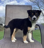 Dash, a male Australian Cattle Dog and Border Collie for sale in Richmond, MI – Photo 6 of 6