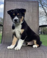 Dash, a male Australian Cattle Dog and Border Collie for sale in Richmond, MI – Photo 2 of 6