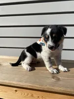 Mickey 🐾, a male Australian Cattle Dog and Border Collie for sale in Smiths Creek, MI – 5 of 9