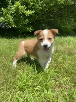 Eve, a female Australian Shepherd and Border Collie for sale in Smiths Creek, MI – 9 of 10