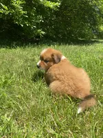 Duke, a male Australian Shepherd and Border Collie for sale in Smiths Creek, MI – 6 of 7