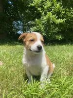 Eve, a female Australian Shepherd and Border Collie for sale in Smiths Creek, MI – 6 of 10