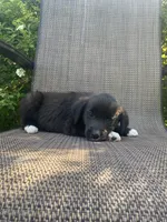 Milo, a male English Shepherd and Jack Russell Terrier for sale in Richmond, MI – 3 of 5