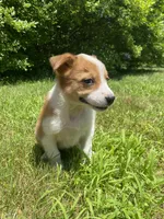 Eve, a female Australian Shepherd and Border Collie for sale in Smiths Creek, MI – 2 of 10