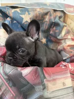 06 Black Collar, a female French Bulldog for sale in New Franklin, MO – 2 of 2