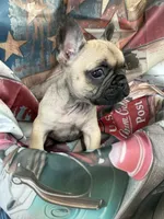 03 Rainbow Collar, a male French Bulldog for sale in New Franklin, MO – 2 of 2