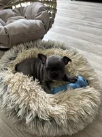 Red Collar, a female French Bulldog for sale in New Franklin, MO – Photo 3 of 5