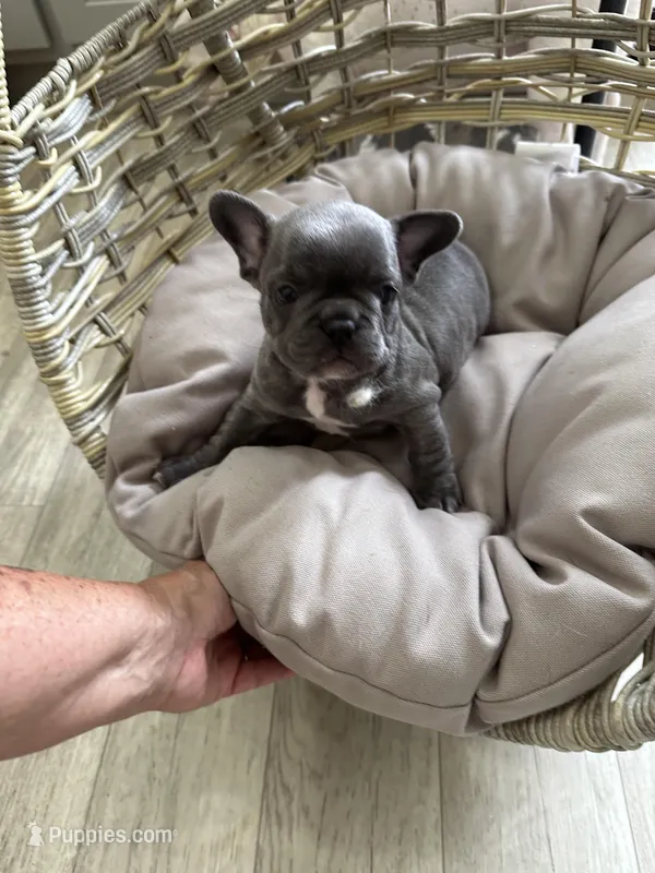 Red Collar, a female French Bulldog for sale in New Franklin, MO – Photo 1 of 5