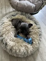 Red Collar, a female French Bulldog for sale in New Franklin, MO – Photo 5 of 5