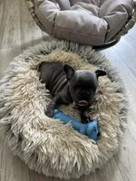 Red Collar, a female French Bulldog for sale in New Franklin, MO – Photo 4 of 5