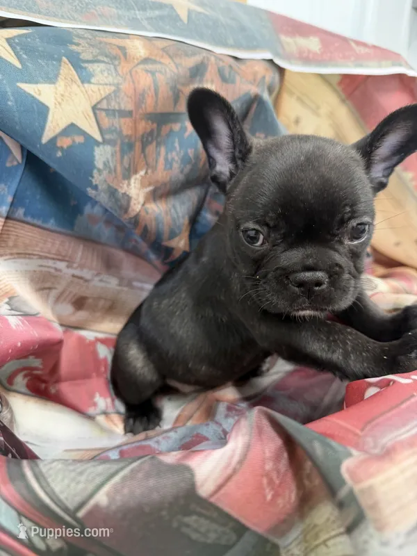 06 Black Collar – French Bulldog puppy for sale in New Franklin, MO