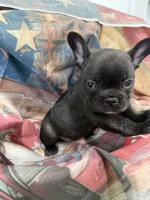 06 Black Collar, a female French Bulldog for sale in New Franklin, MO – 1 of 2