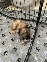 Buffy, a female French Bulldog for sale in New Franklin, MO – Photo 3 of 5