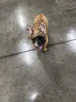Buffy, a female French Bulldog for sale in New Franklin, MO – Photo 5 of 5